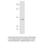 CCR5 Positive Control from FabGennix (PC-CCR5) - Antibodies.com