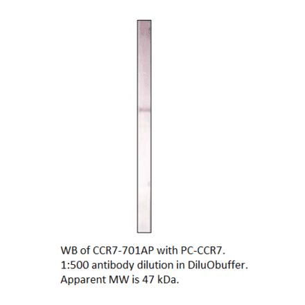 CCR7 Positive Control from FabGennix (PC-CCR7) - Antibodies.com