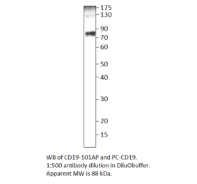 CD19 Positive Control from FabGennix (PC-CD19) - Antibodies.com