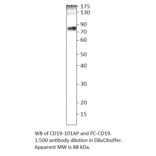 CD19 Positive Control from FabGennix (PC-CD19) - Antibodies.com