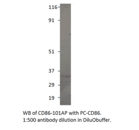 CD86 Positive Control from FabGennix (PC-CD86) - Antibodies.com