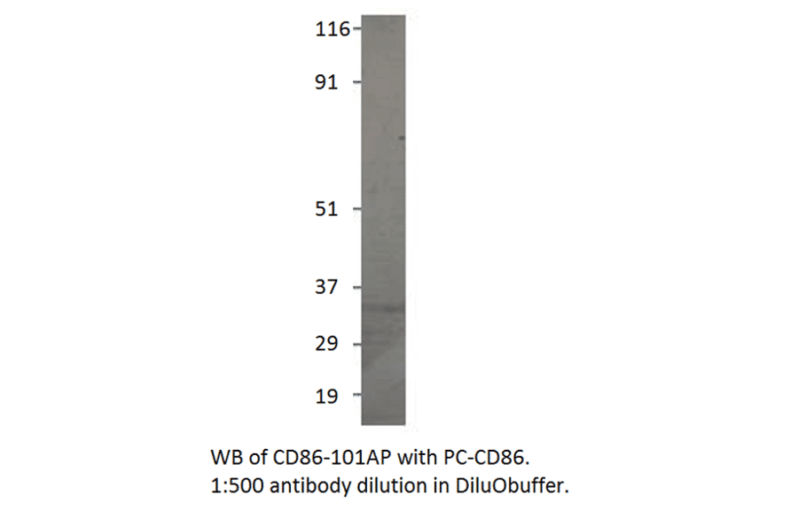 CD86 Positive Control from FabGennix (PC-CD86) - Antibodies.com
