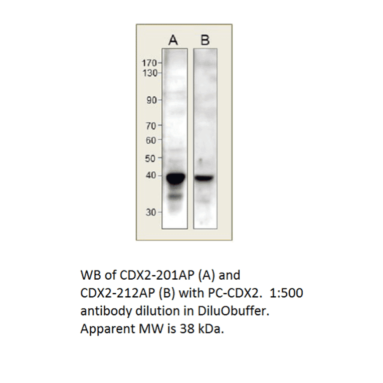 CDX2 Positive Control from FabGennix (PC-CDX2) - Antibodies.com