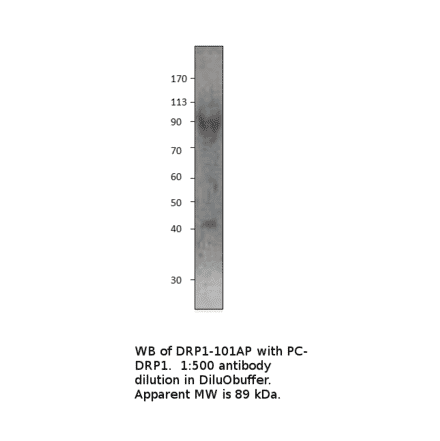 DRP1 Positive Control from FabGennix (PC-DRP1) - Antibodies.com