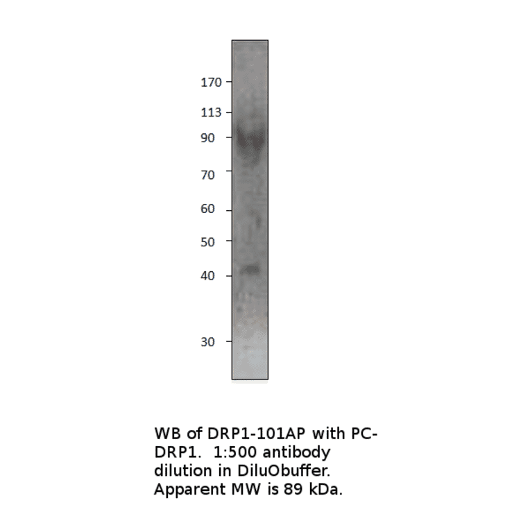 DRP1 Positive Control from FabGennix (PC-DRP1) - Antibodies.com