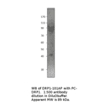 DRP1 Positive Control from FabGennix (PC-DRP1) - Antibodies.com