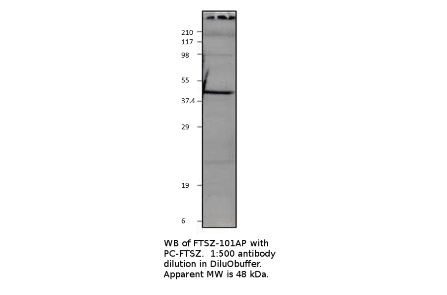FtsZ Positive Control from FabGennix (PC-FTSZ) - Antibodies.com