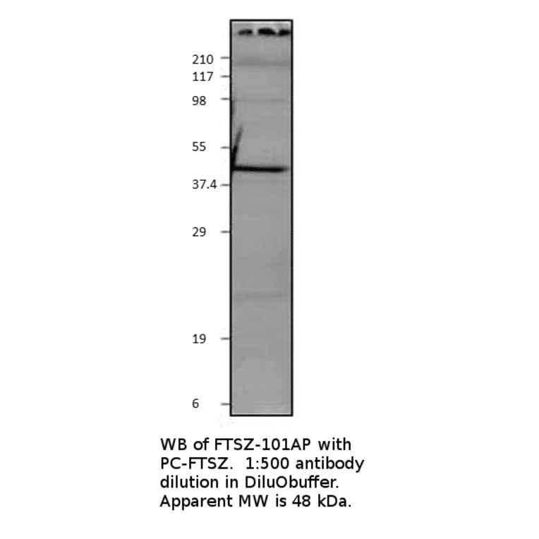 FtsZ Positive Control from FabGennix (PC-FTSZ) - Antibodies.com