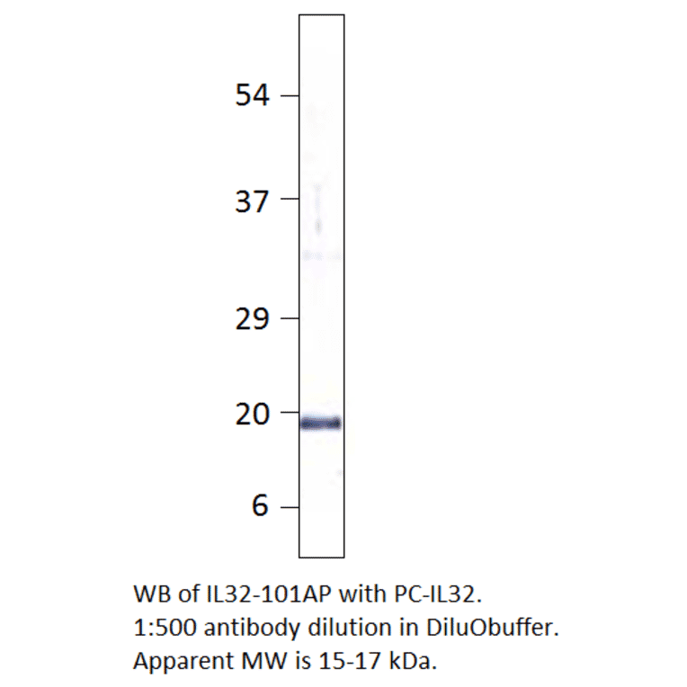 IL32 Positive Control from FabGennix (PC-IL32) - Antibodies.com