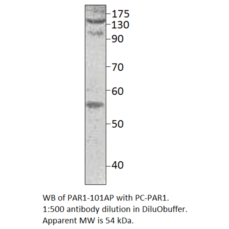 PAR1 Positive Control from FabGennix (PC-PAR1) - Antibodies.com