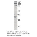 PAR1 Positive Control from FabGennix (PC-PAR1) - Antibodies.com