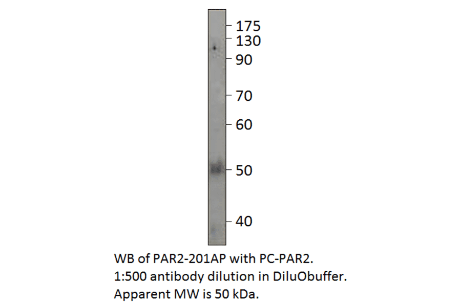 PAR2 Positive Control from FabGennix (PC-PAR2) - Antibodies.com