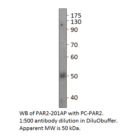 PAR2 Positive Control from FabGennix (PC-PAR2) - Antibodies.com