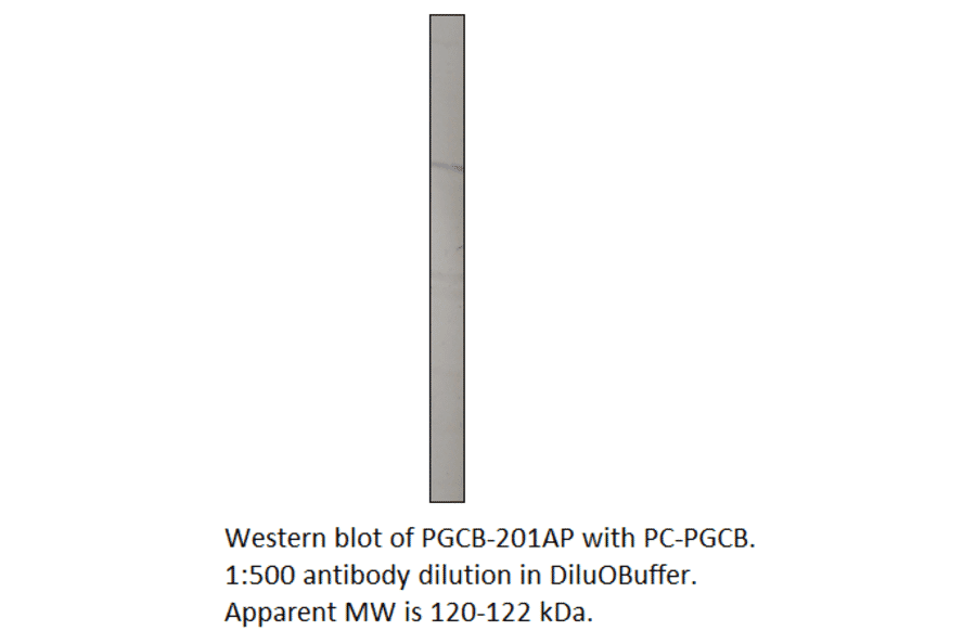 PGCB Positive Control from FabGennix (PC-PGCB) - Antibodies.com