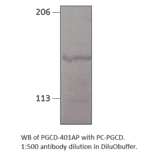 PGCD Positive Control from FabGennix (PC-PGCD) - Antibodies.com