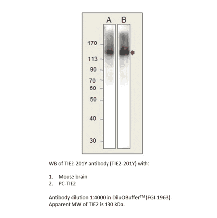 TIE2 Positive Control from FabGennix (PC-TIE2) - Antibodies.com