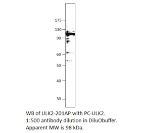 ULK2 Positive Control from FabGennix (PC-ULK2) - Antibodies.com