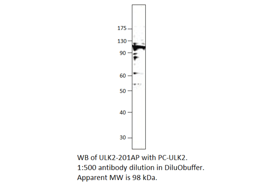 ULK2 Positive Control from FabGennix (PC-ULK2) - Antibodies.com