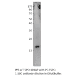 PBR Positive Control from FabGennix (PC-TSPO) - Antibodies.com