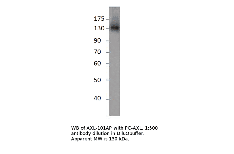 Axl Positive Control from FabGennix (PC-AXL) - Antibodies.com