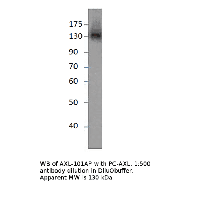 Axl Positive Control from FabGennix (PC-AXL) - Antibodies.com