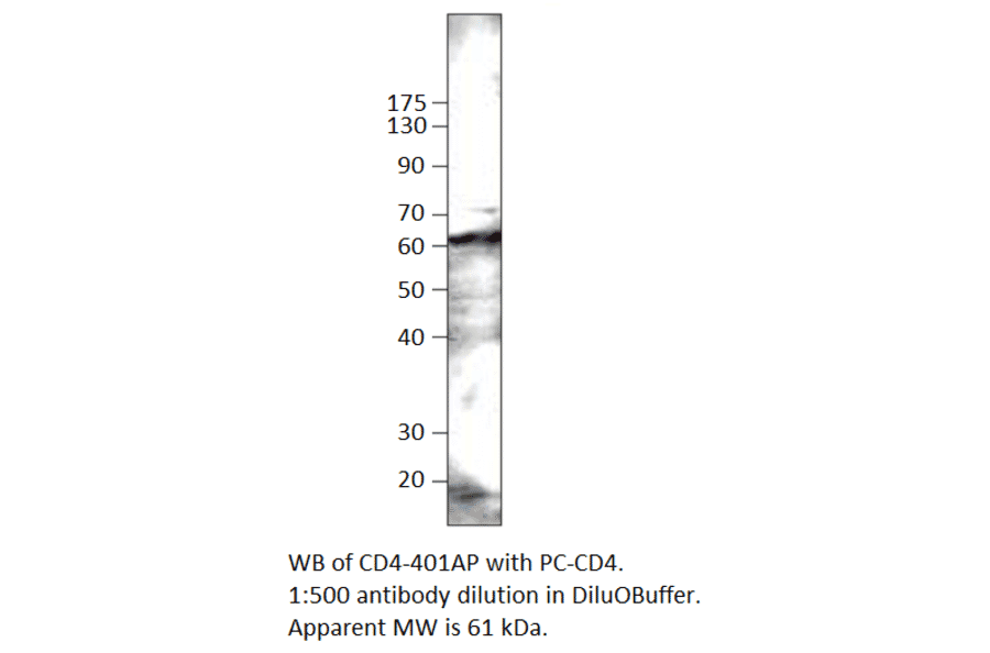 CD4 Positive Control from FabGennix (PC-CD4) - Antibodies.com