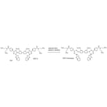Diagram - WST-5 Tetrazolium Salt (A57187) - Antibodies.com