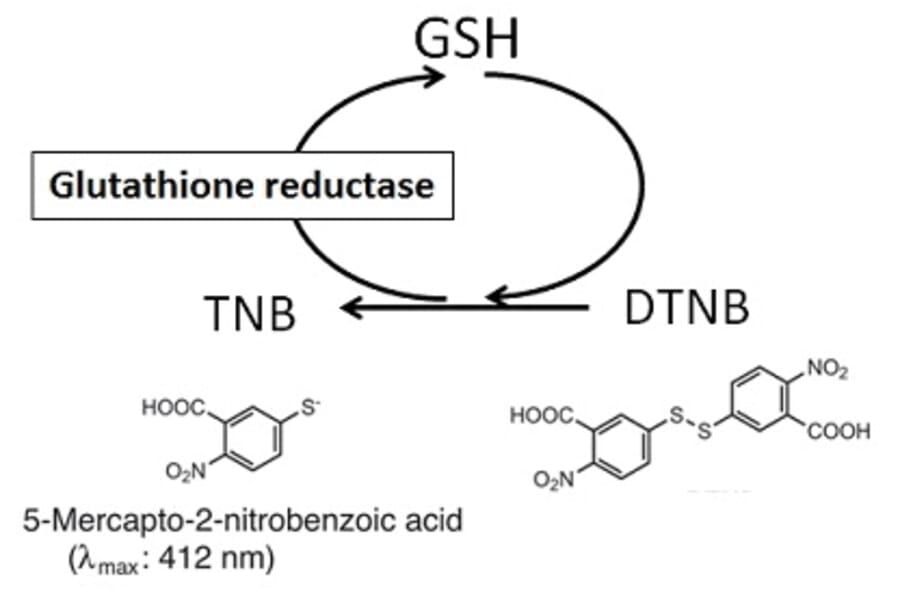 Diagram - Total Glutathione Quantification Kit (A57197) - Antibodies.com