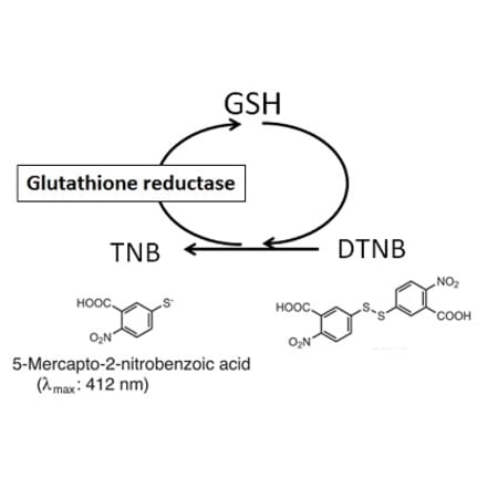 Diagram - Total Glutathione Quantification Kit (A57197) - Antibodies.com
