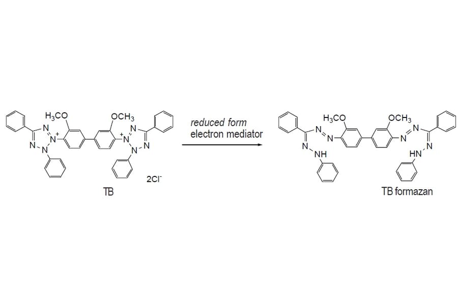 Diagram - Toluidine Blue O - Cationic Dye (A57208) - Antibodies.com