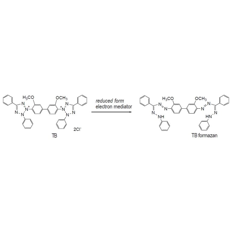 Diagram - Toluidine Blue O - Cationic Dye (A57208) - Antibodies.com