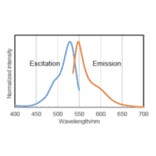 Diagram - SPiDER-ßGal - Senescence Detection Probe (A57211) - Antibodies.com