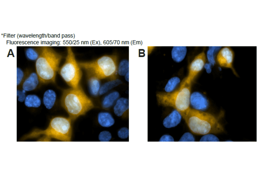 Diagram - SPiDER-ßGal - Senescence Detection Probe (A57211) - Antibodies.com