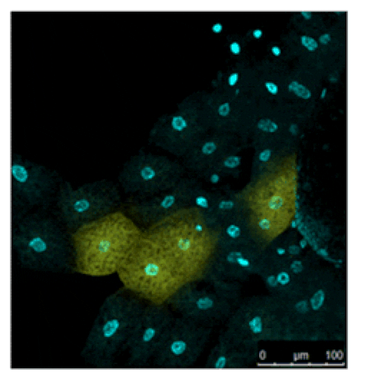 Diagram - SPiDER-ßGal - Senescence Detection Probe (A57211) - Antibodies.com