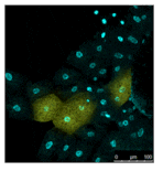 Diagram - SPiDER-ßGal - Senescence Detection Probe (A57211) - Antibodies.com