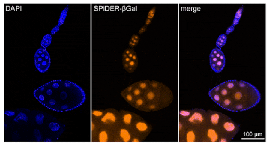 Diagram - SPiDER-ßGal - Senescence Detection Probe (A57211) - Antibodies.com