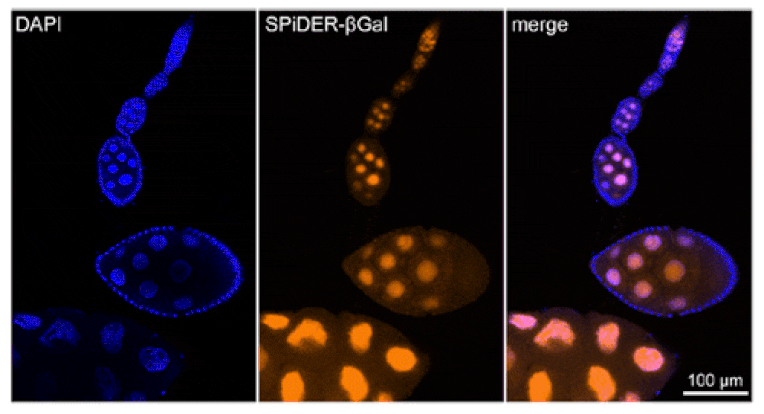 Diagram - SPiDER-ßGal - Senescence Detection Probe (A57211) - Antibodies.com