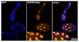 Diagram - SPiDER-ßGal - Senescence Detection Probe (A57211) - Antibodies.com