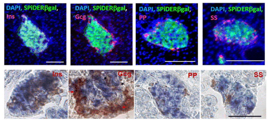 Diagram - SPiDER-ßGal - Senescence Detection Probe (A57211) - Antibodies.com
