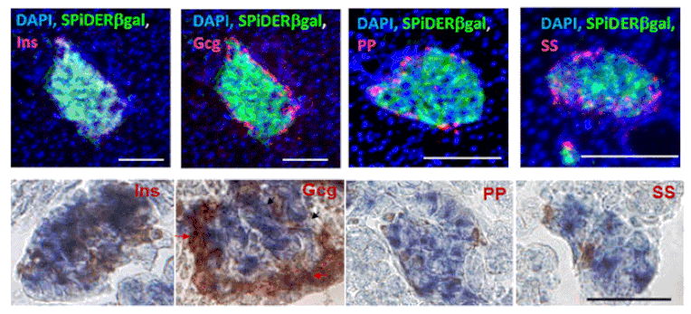 Diagram - SPiDER-ßGal - Senescence Detection Probe (A57211) - Antibodies.com