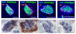 Diagram - SPiDER-ßGal - Senescence Detection Probe (A57211) - Antibodies.com