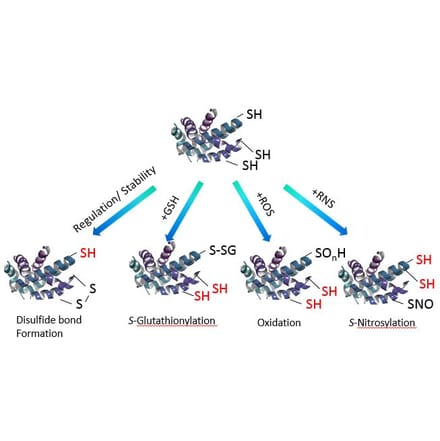 Diagram - Sulfur Biology™ Protein Redox State Monitoring Kit Plus (A57213) - Antibodies.com