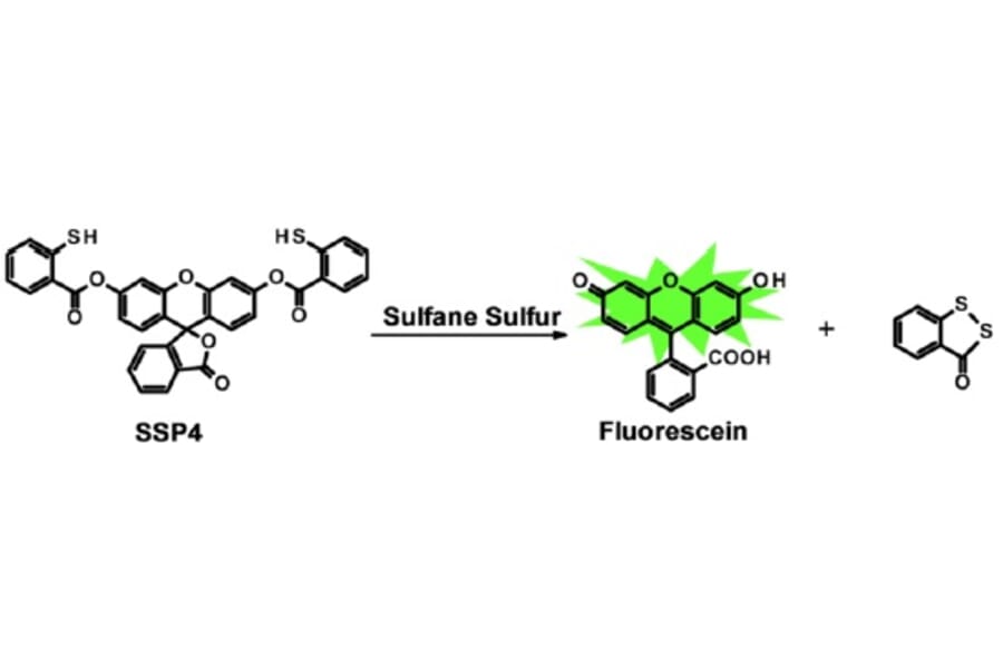 Diagram - Sulfur Biology™ SSP4 - Sulfane Sulfur Probe (A57215) - Antibodies.com