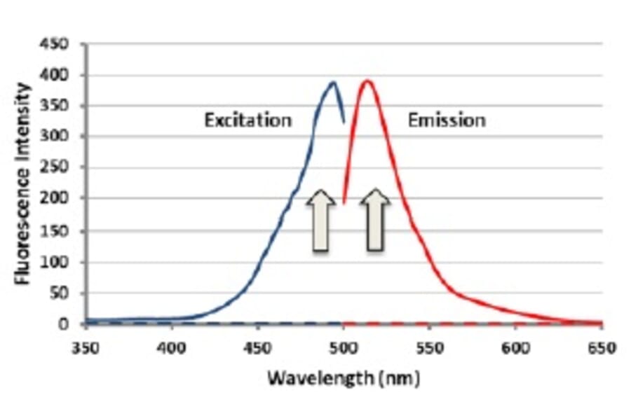 Diagram - Sulfur Biology™ SSP4 - Sulfane Sulfur Probe (A57215) - Antibodies.com