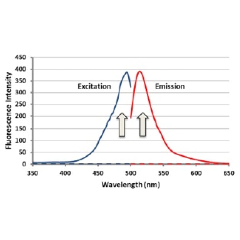 Diagram - Sulfur Biology™ SSP4 - Sulfane Sulfur Probe (A57215) - Antibodies.com