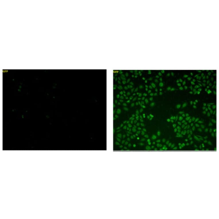 Diagram - Sulfur Biology™ SSP4 - Sulfane Sulfur Probe (A57215) - Antibodies.com