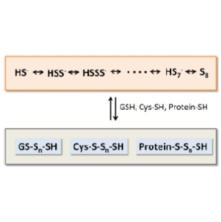 Diagram - Sulfur Biology™ Sodium Tetrasulfide (Na2S4) (A57220) - Antibodies.com