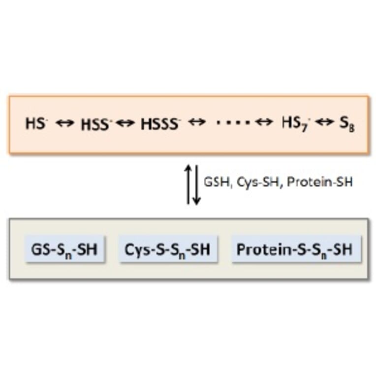 Diagram - Sulfur Biology™ Sodium Trisulfide (Na2S3) (A57221) - Antibodies.com