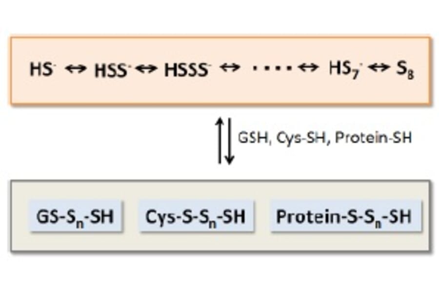 Diagram - Sulfur Biology™ Sodium Disulfide (Na2S2) (A57222) - Antibodies.com