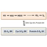 Diagram - Sulfur Biology™ Sodium Disulfide (Na2S2) (A57222) - Antibodies.com